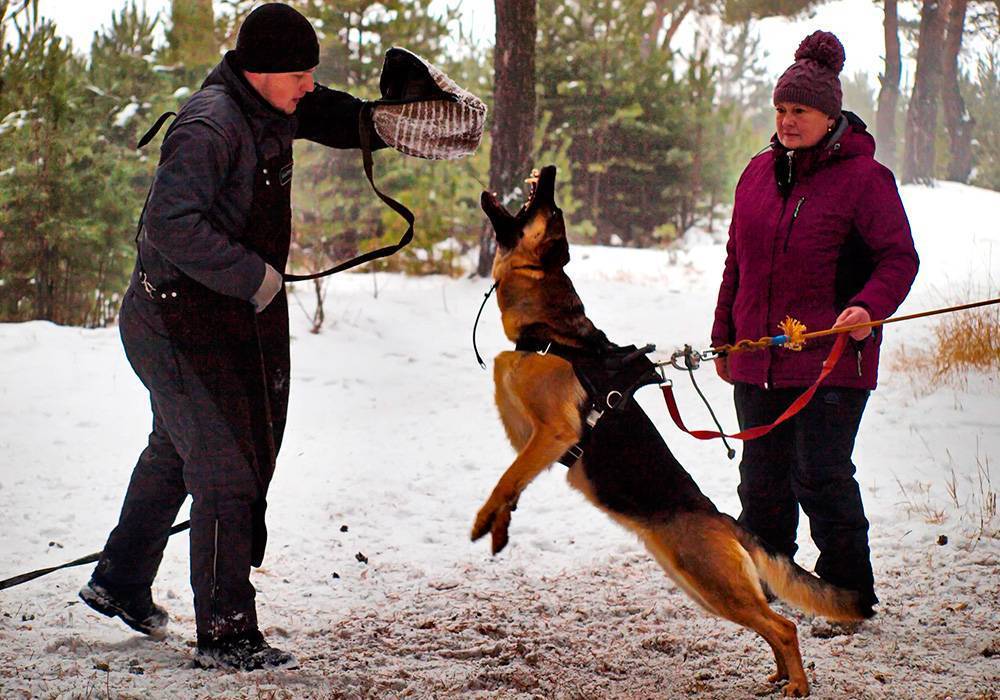 ᐉ как научить собаку команде "дай лапу" - ➡ motildazoo.ru