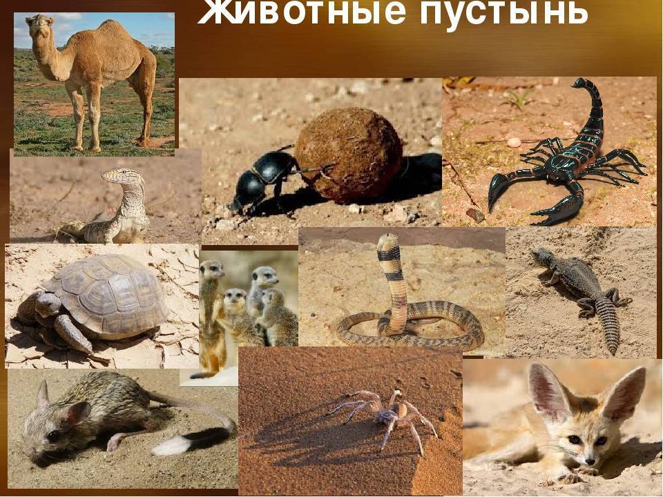 Кто живет в пустыне: животный мир на песчаных территориях африки и россии, чем питаются | tvercult.ru