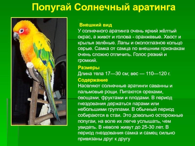 Волнистый попугай. как содержать, чем кормить волнистого попугая