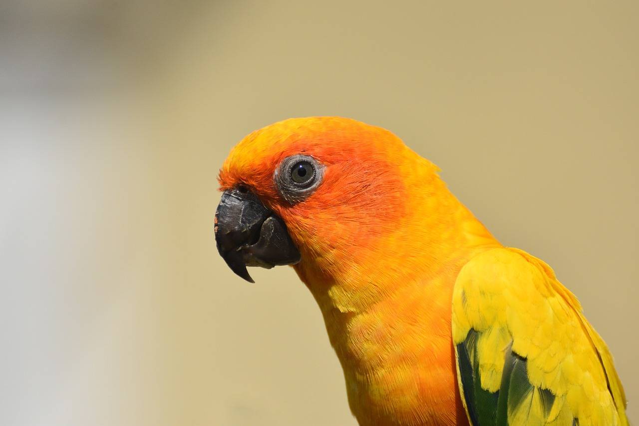 Попугай аратинга: солнечный аратинга, ендайя, черноголовый