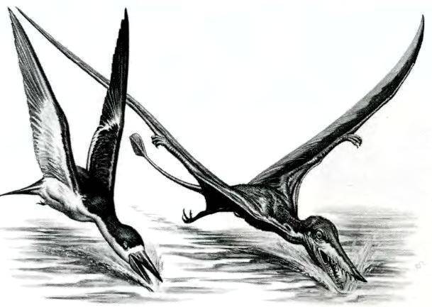 Альбатрос – фото, описание, ареал обитания, питание, размножение | golubevod.net