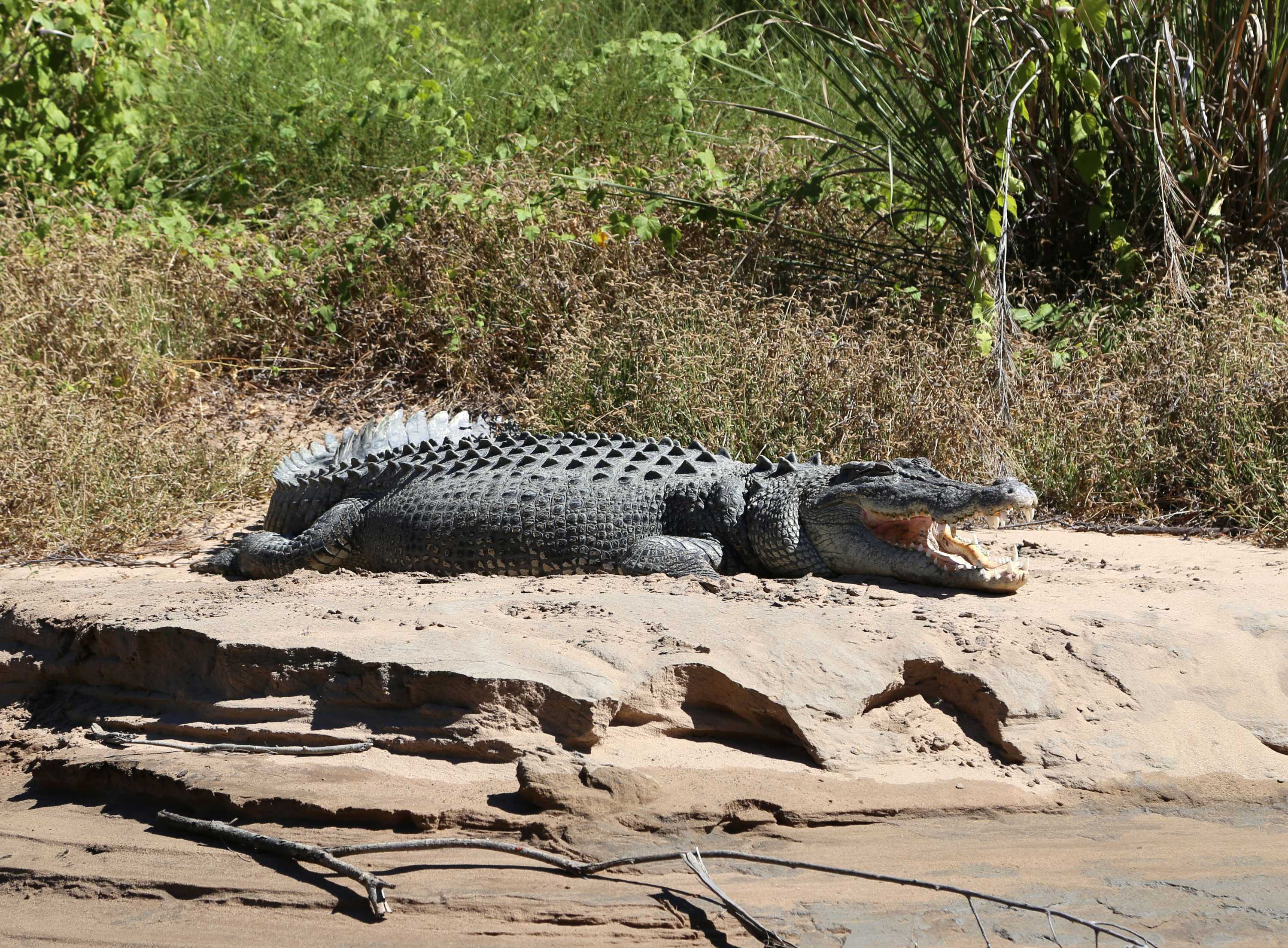 Крокодил – описание, виды, где обитает, чем питается, фото