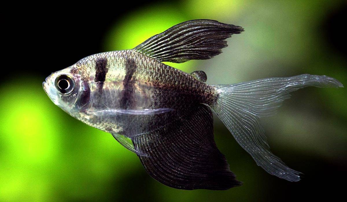 Рыбка тетра аквариумная: виды, содержание, совместимость