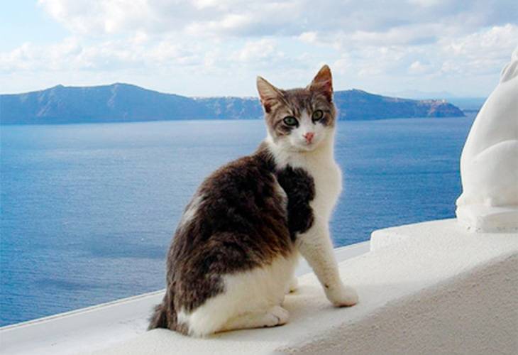 Эгейская кошка