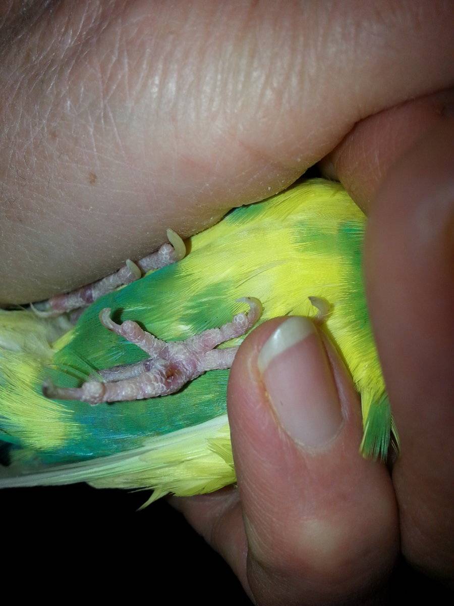 Болезни восковицы волнистых попугаев: потемнение, сухость, шелушение