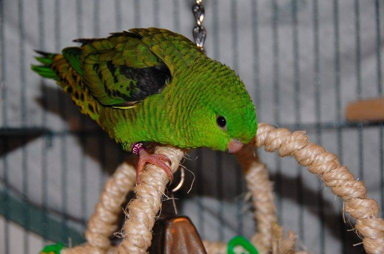 Волнистый попугай: уход и содержание в домашних условиях