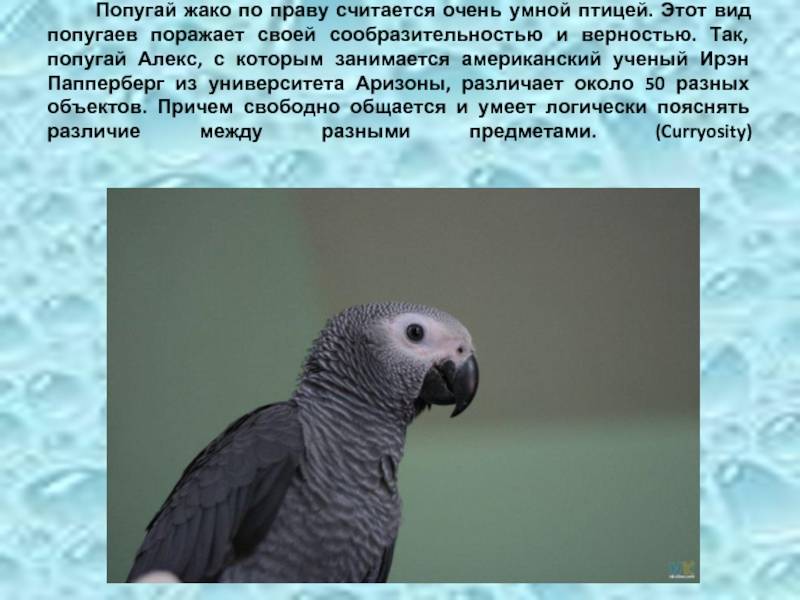 Попугай жако: особенности, характер, уход | блог на vetspravka.ru