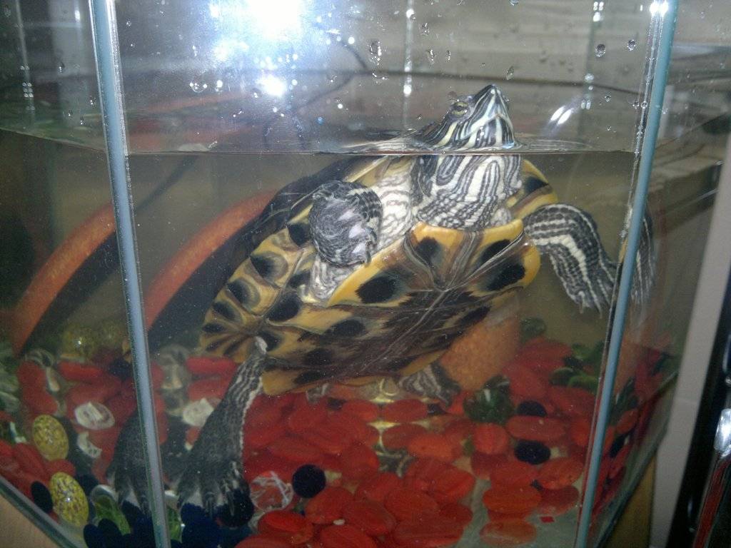Черепаха красноухая: уход в домашних условиях, содержание, что едят, фото