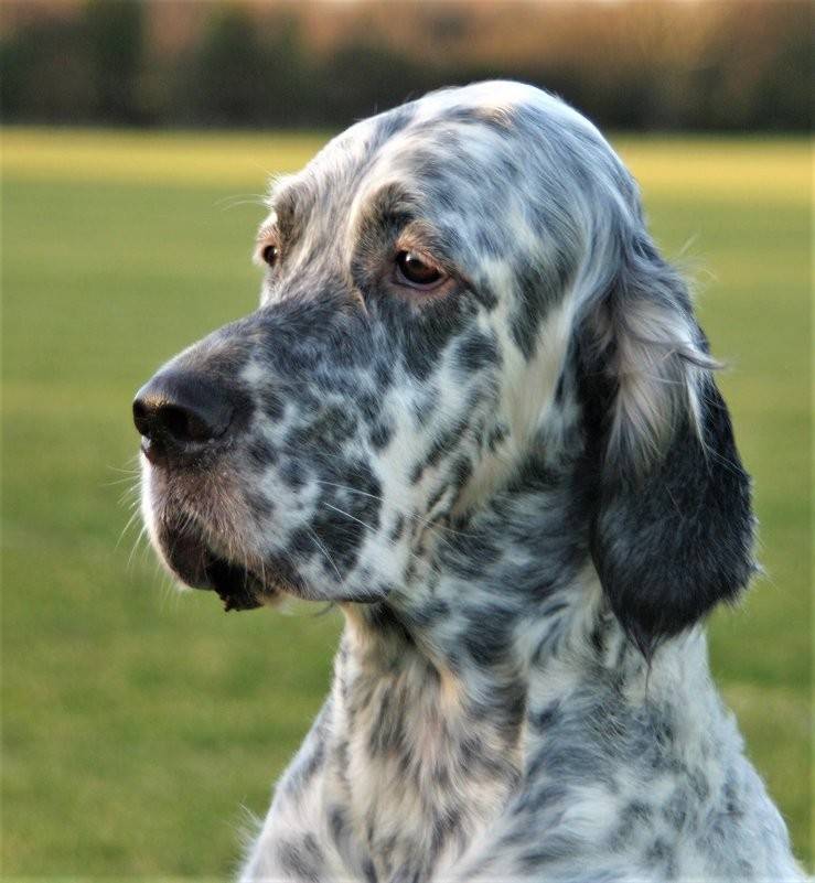 Описание породы собак английский сеттер: характер, уход, предназначение