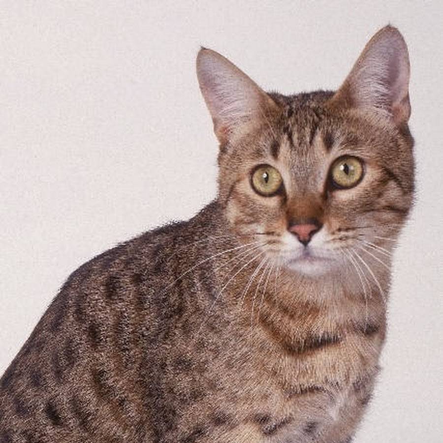 Узнайте больше о породе калифорнийская сияющая кошка. происхождение породы калифорнийская сияющая кошка, внешний вид, характер, окрасы, уход, цена и питомники.