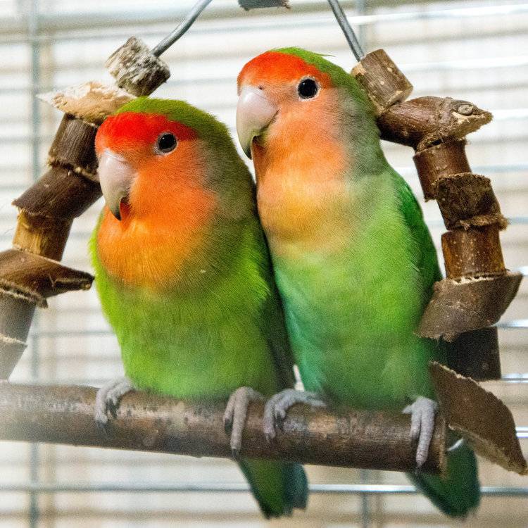 Уход за попугаями-неразлучниками в домашних условиях