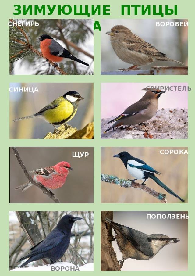 Птицы урала — краткое описание, фото и название, какие виды остаются зимовать