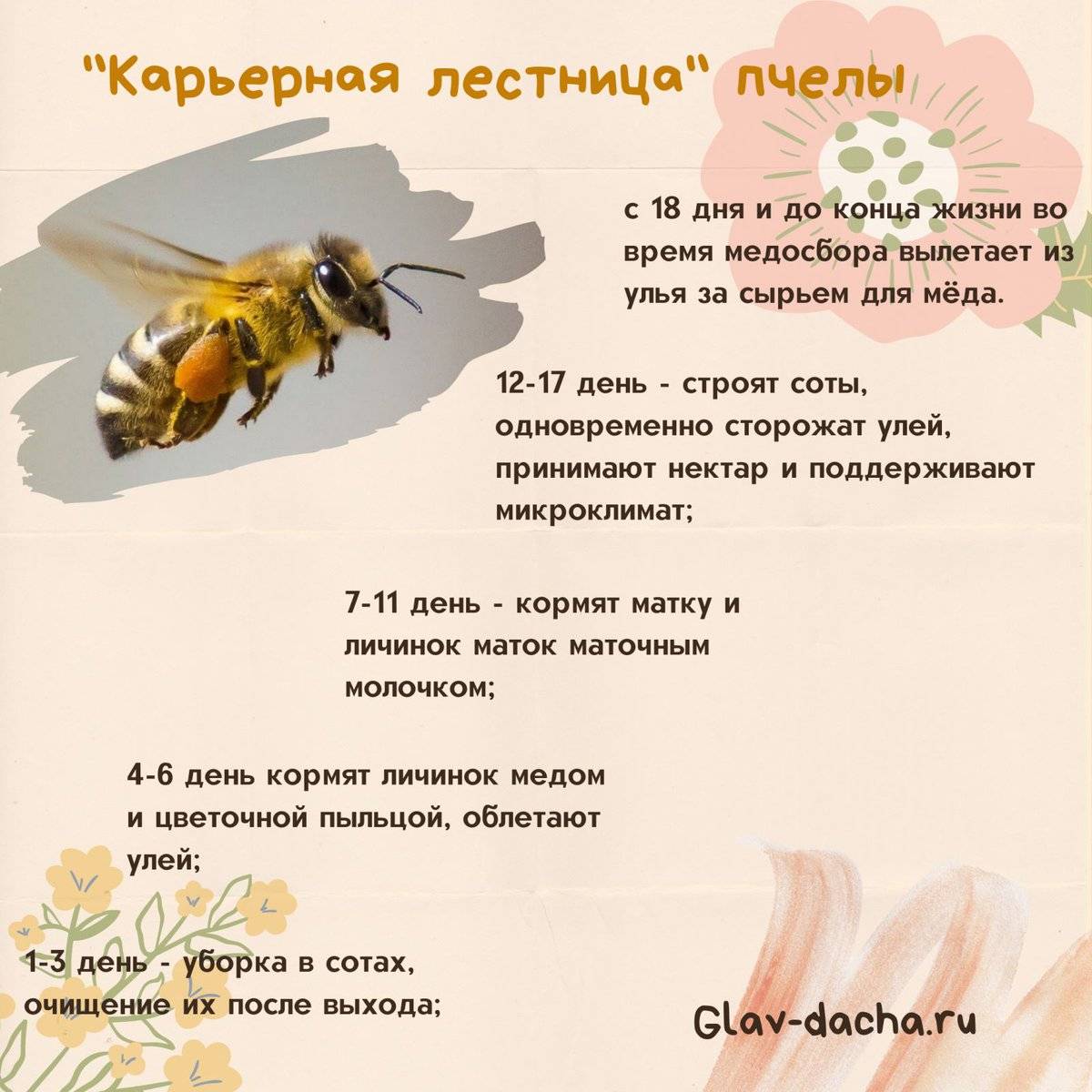 Какая продолжительность жизни у пчел