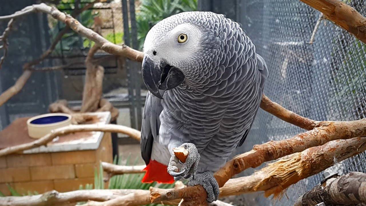 Самые умные попугаи