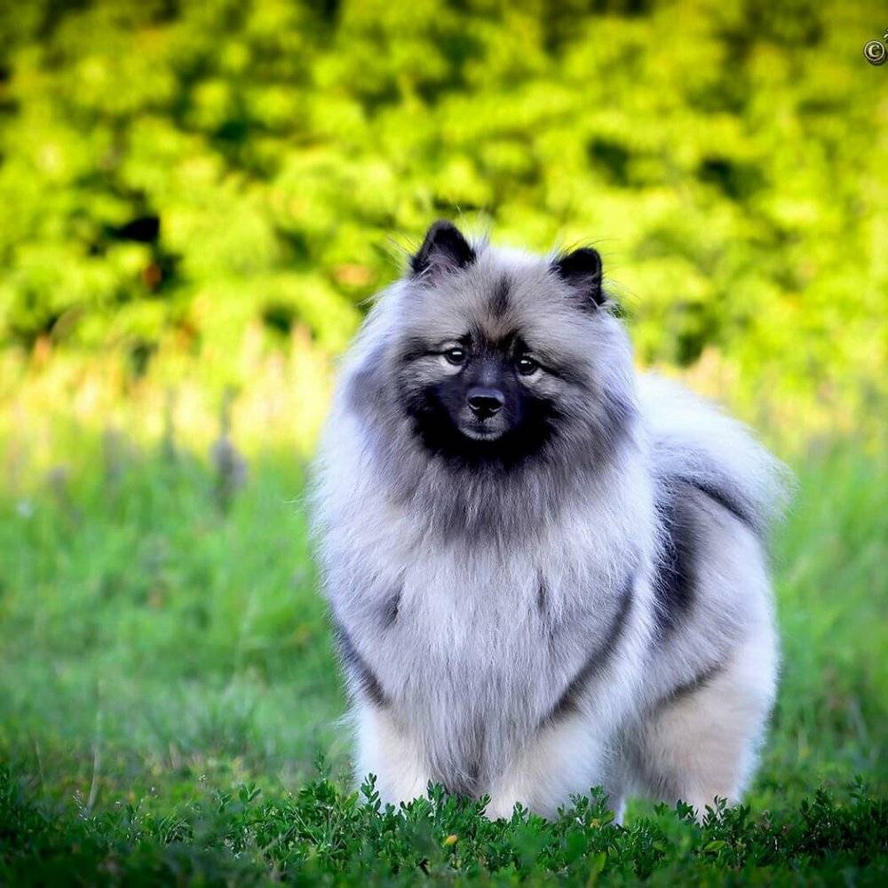 Кеесхонд (вольфшпиц): фото собак, описание стандарта породы и его характеристик, чем кормить кеесхонда