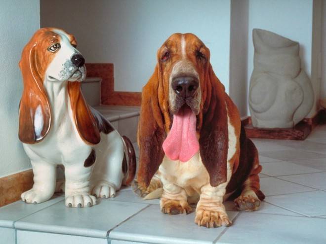 Какую породу собак выбрать для частного дома: советы и рекомендации