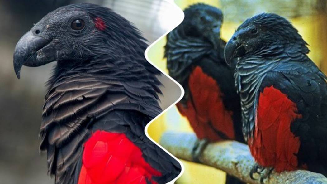 16 самых красивых попугаев в мире | 9ox.ru