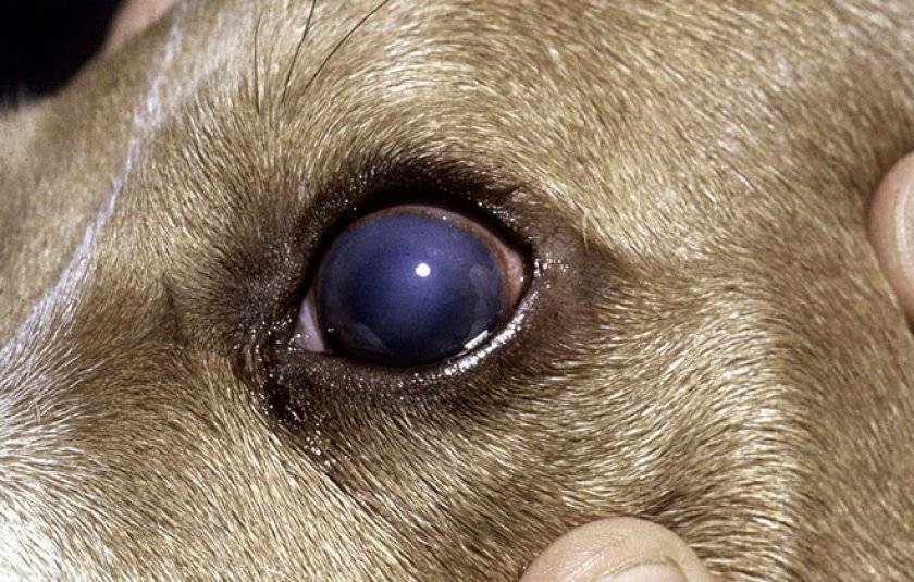 Что делать, если опух глаз у собаки?
