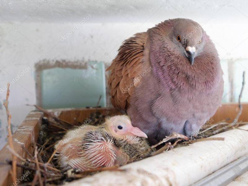 Птенцы голубя: почему их не видно и где они их прячут?
