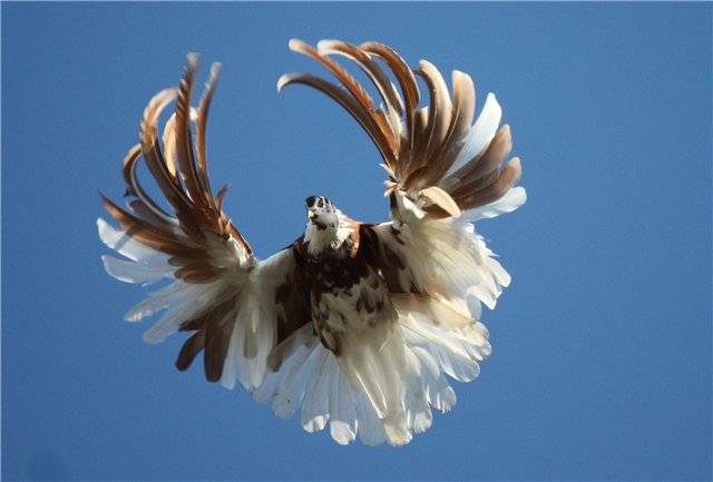 Все о серпастых выворотных голубях: как выглядят, особенности и новые виды птицы
