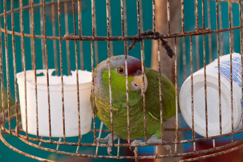 Как загнать попугая в клетку просто и быстро, не травмируя птицу