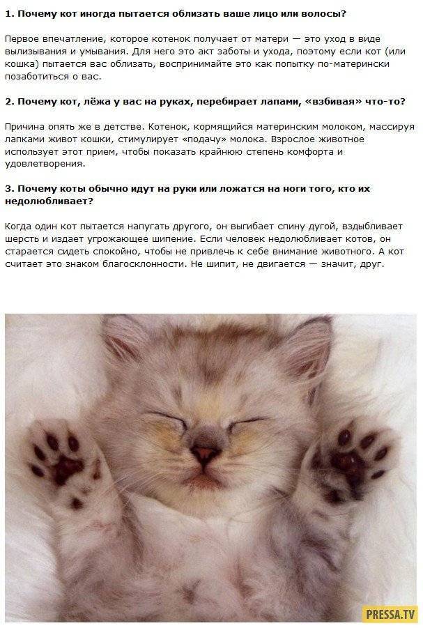 Поведенческие особенности и интересные факты о кошках