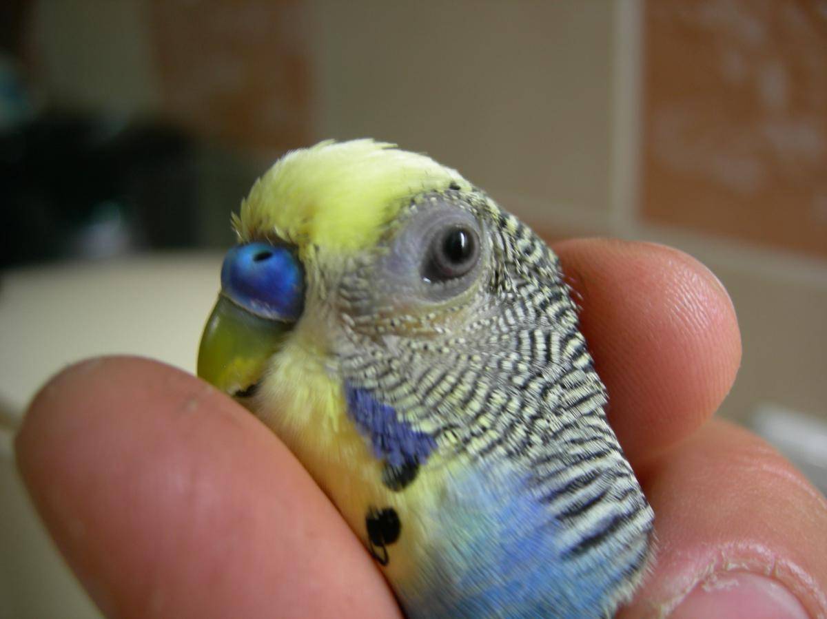 Как видят попугаи - какое зрение и различают ли цвета?