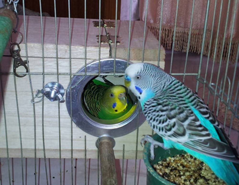Как разводить волнистых попугаев в домашних условиях