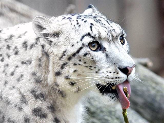 Снежный барс - кошачьи | некоммерческий учебно-познавательный интернет-портал зоогалактика