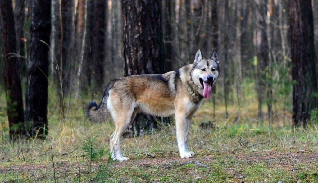 Гибрид волка – виды и описание породы, характеристики, мифы