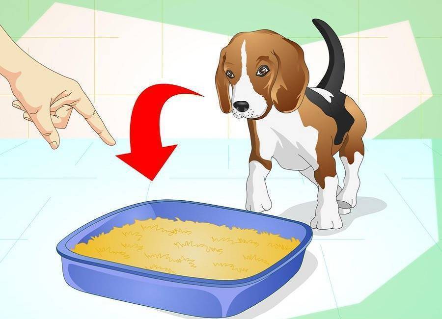 Когда приучать щенка к пеленке: различные способы, возможные проблемы и советы опытных собаководов
