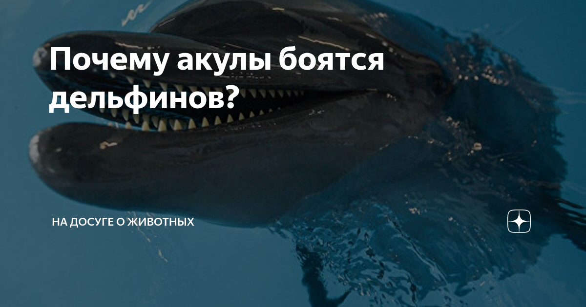 Почему акулы боятся дельфинов? потому что они умеют жертвовать собой...