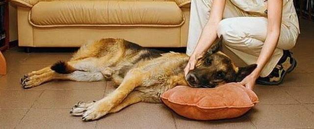 Симптомы отравления у собак. первая помощь при интоксикации
