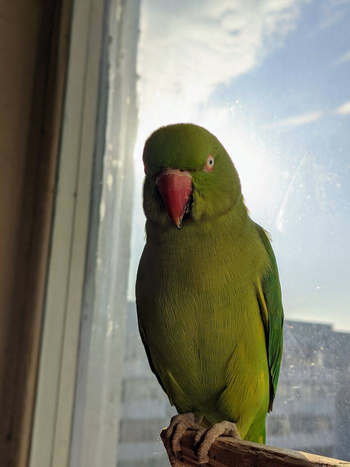 Ожереловый попугай: происхождение названия и виды пород