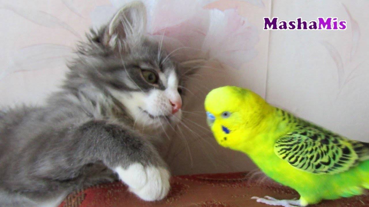 Попугай и кот в одной квартире: уживаются ли, как подружить