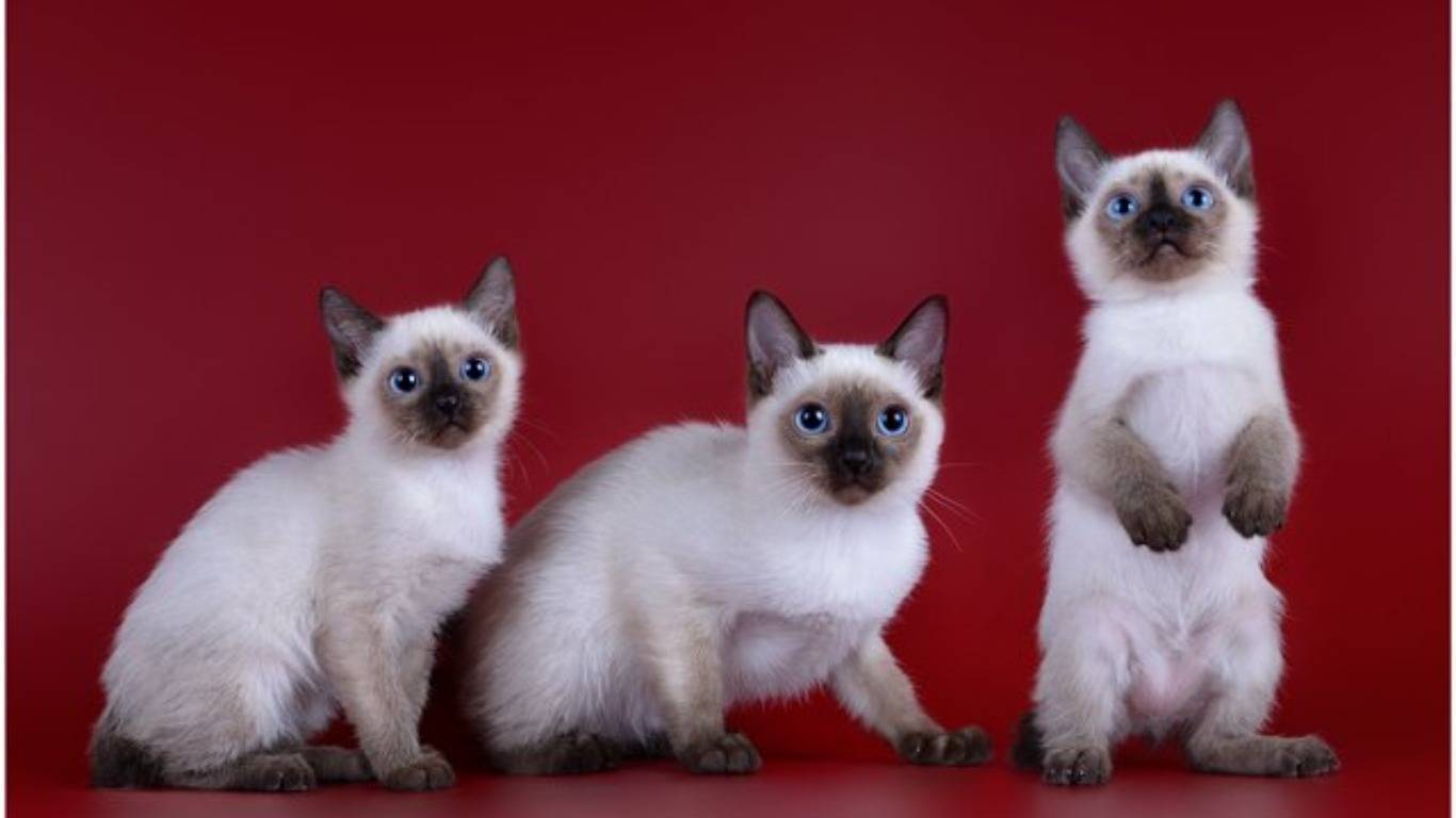 Скиф-тай-дон - самые маленькие кошки — обсуждение в группе "кошки" | птичка.ру