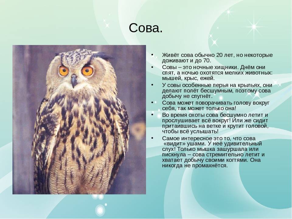 Сова - характеристика и описание птицы, интересные факты и фото