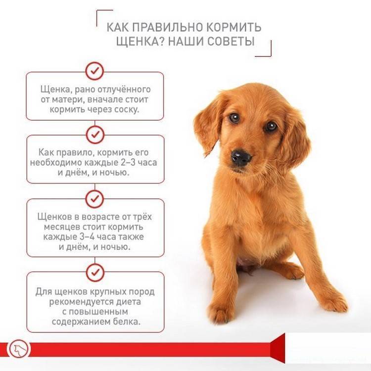 Как выбрать собаку для охраны частного дома? советы и рекомендации заводчиков