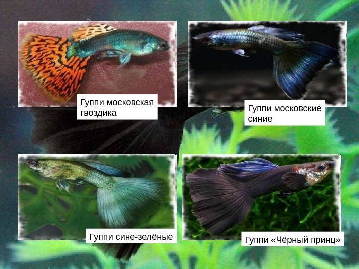 Размножение гуппи: как спариваются и сколько рыбок рожают, почему не размножаются