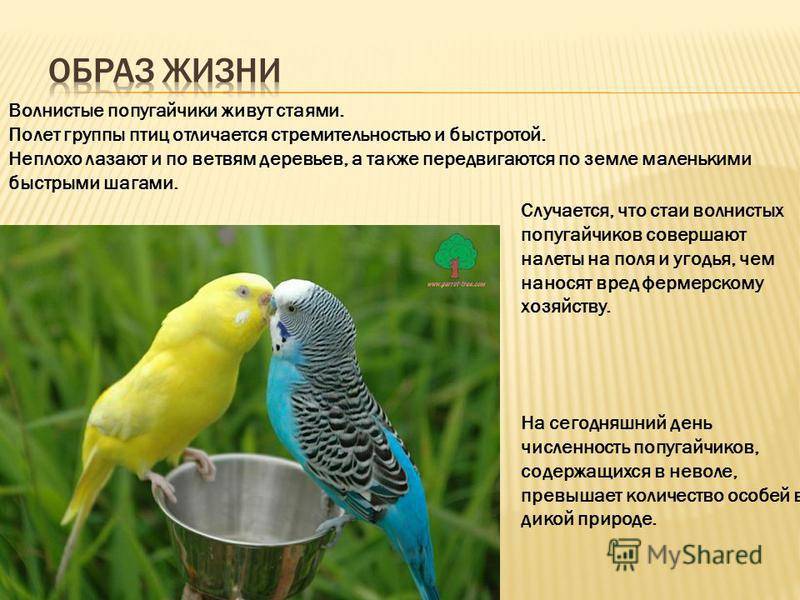 Поведение волнистых попугаев: повадки самца, самки, во время линьки