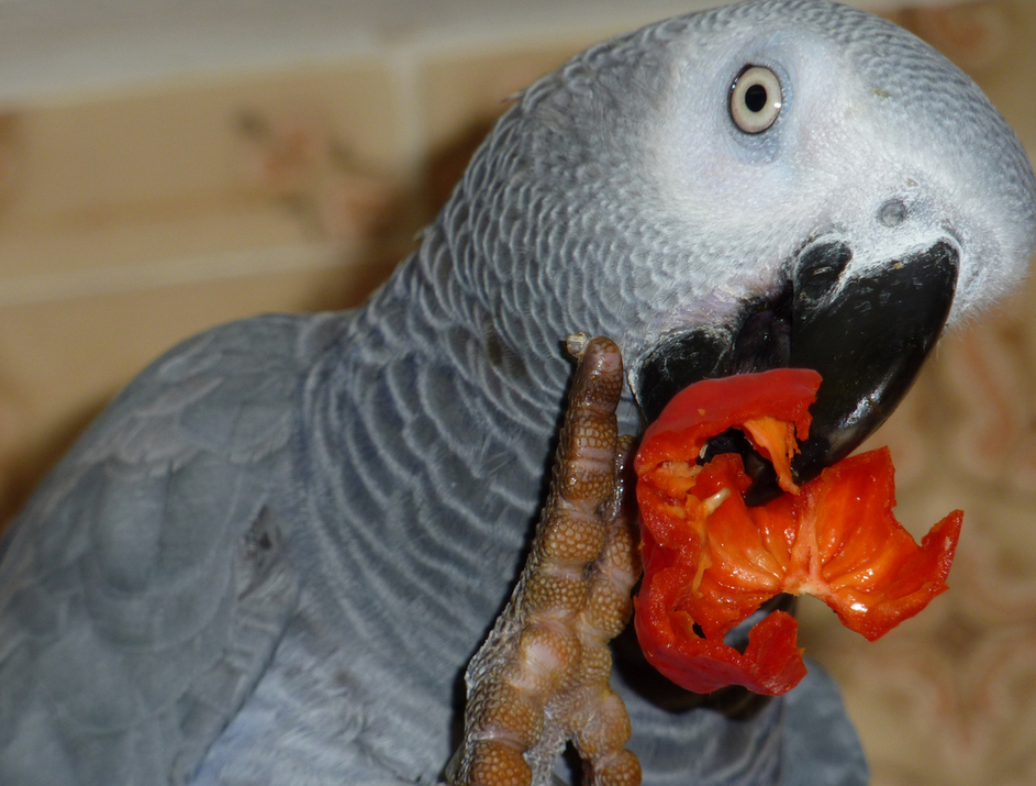 Что едят попугаи?