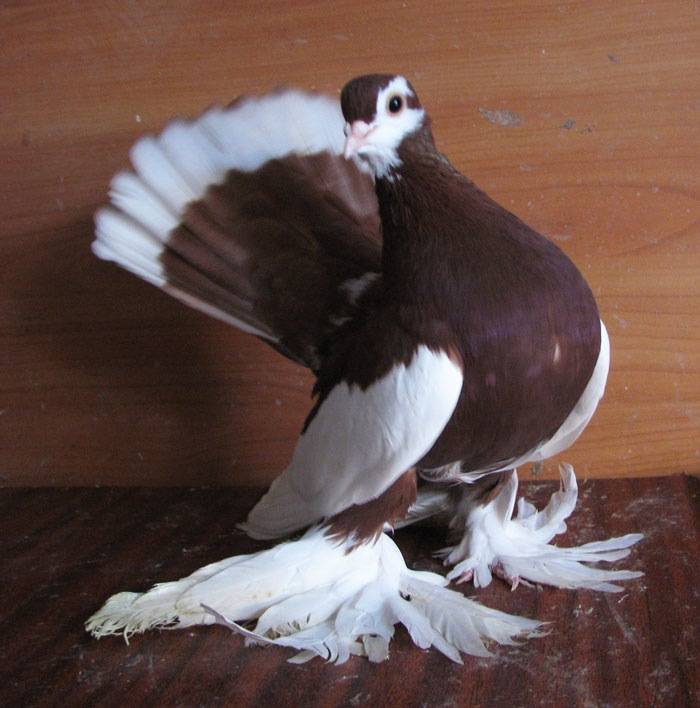 Породная группа статных голубей: стандарт, внешний вид, условия содержания