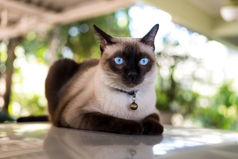 Сиамская кошка с фото, характер сиамских кошек и описание породы