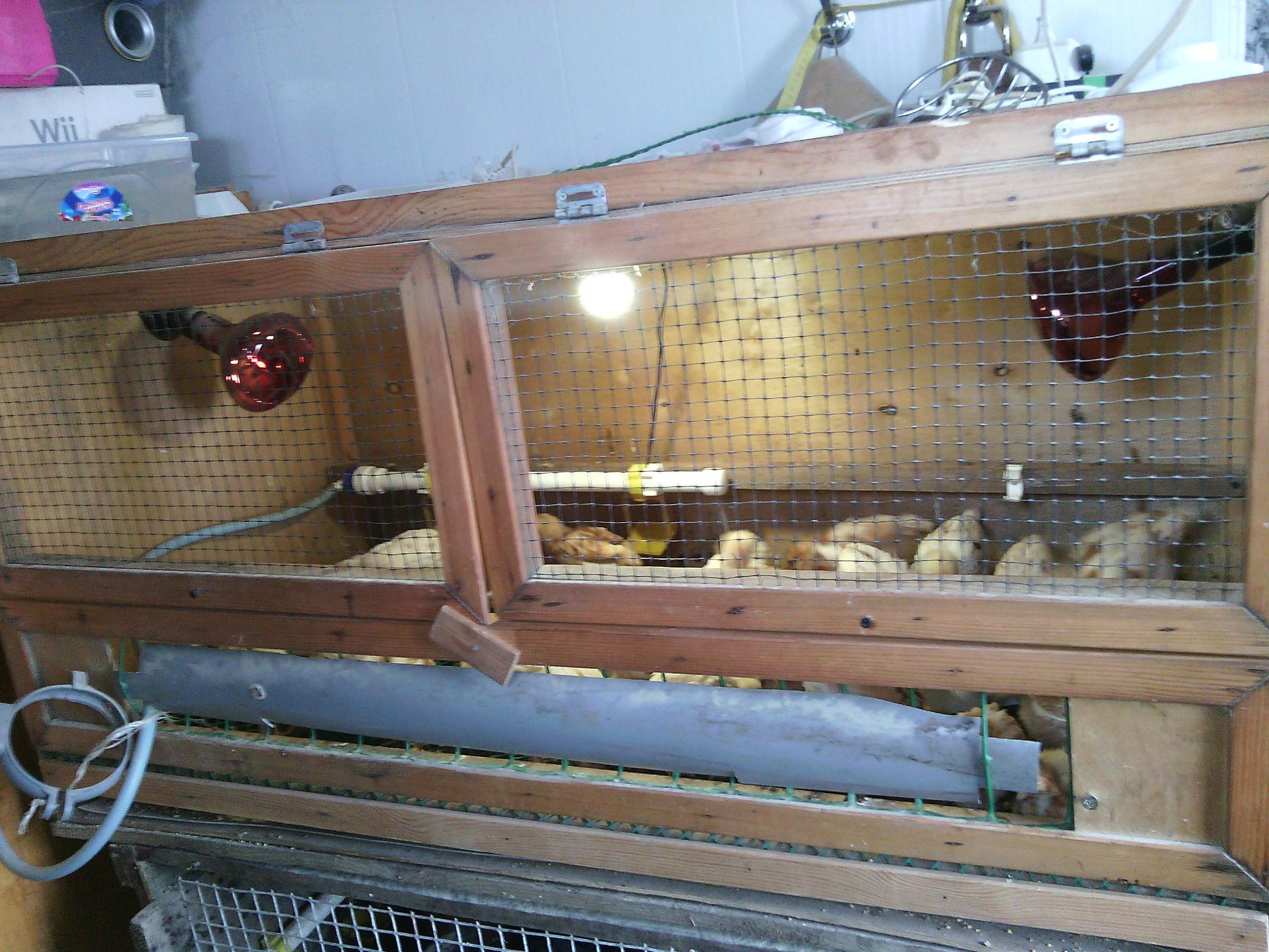 Как сделать брудер для выращивания цыплят своими руками и как его содержать?