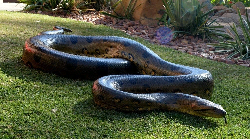 10 самых больших змей в мире (фото, видео)