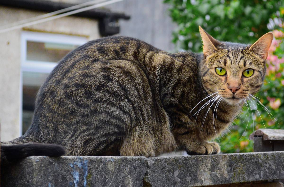 Корат - кошка родом из таиланда.фото, описание породы и советы по содержанию и уходу