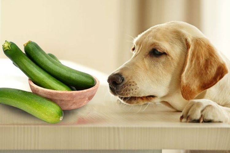 Какие овощи можно собакам - 19 видов