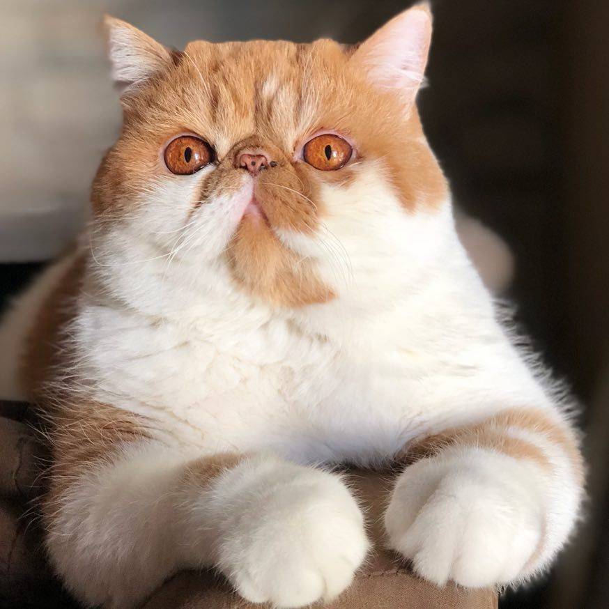 Экзотическая кошка (экзот):описание породы и характера, фото