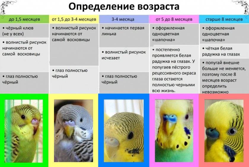 ? как определить пол волнистого попугая: 4 основных способа