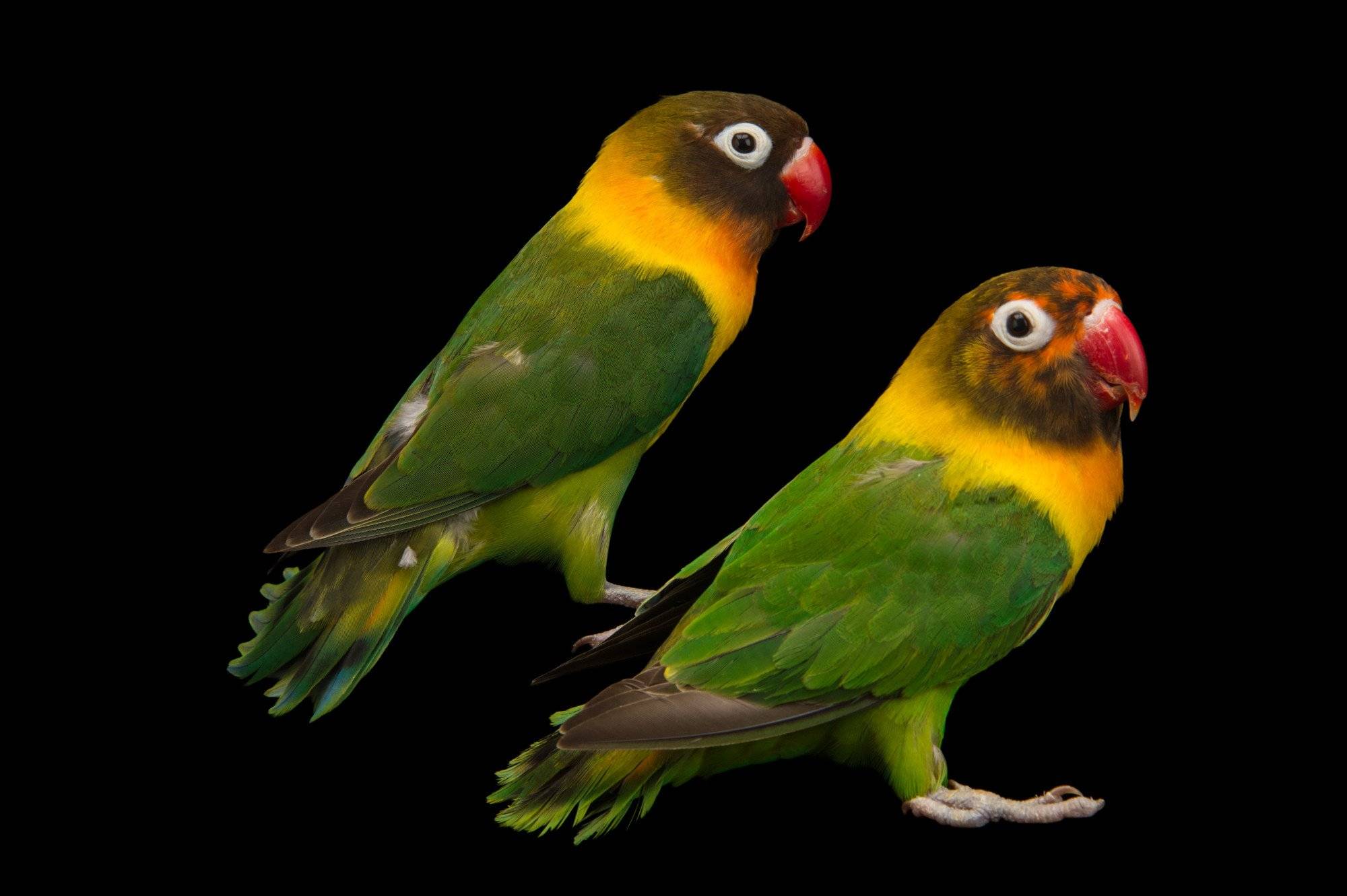 Описание и виды попугаев-неразлучников
